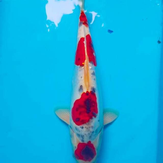 Original maruten goshiki 40cm
