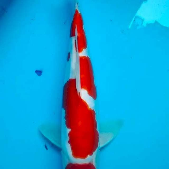 Original maruten kohaku doitsu