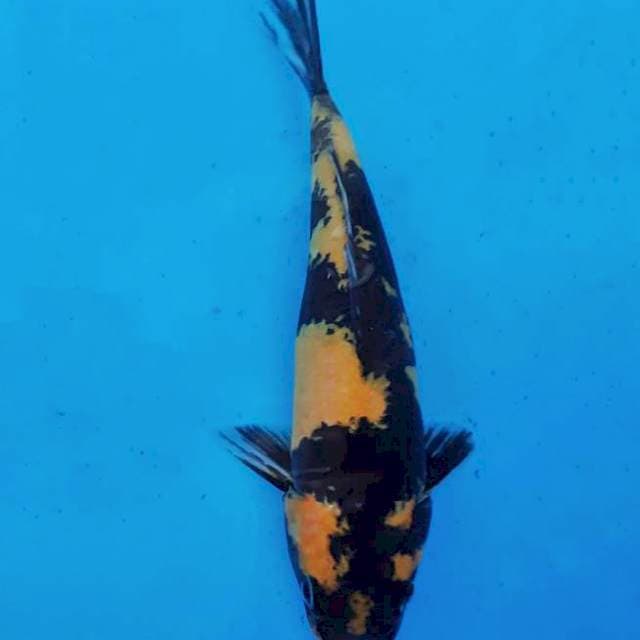Ki Utsuri