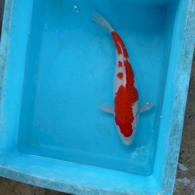 Kohaku merah ±35bu
