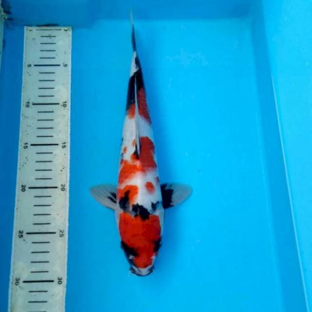 BKS ( SHOWA 28 CM )