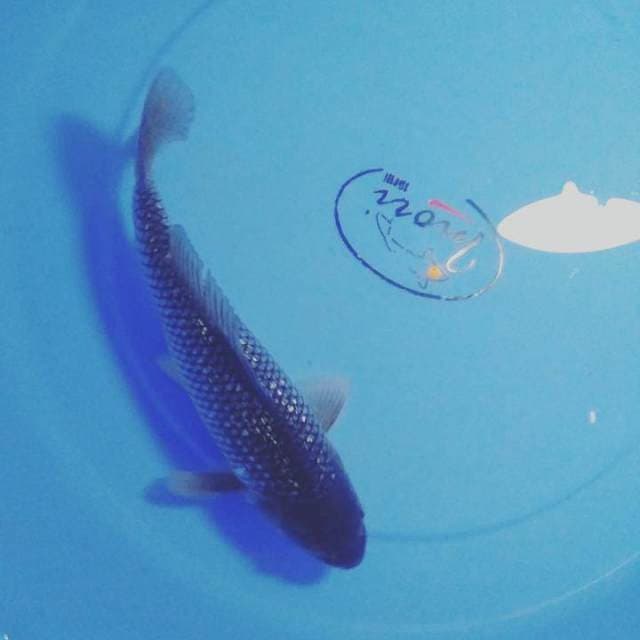 Chagoi 25cm