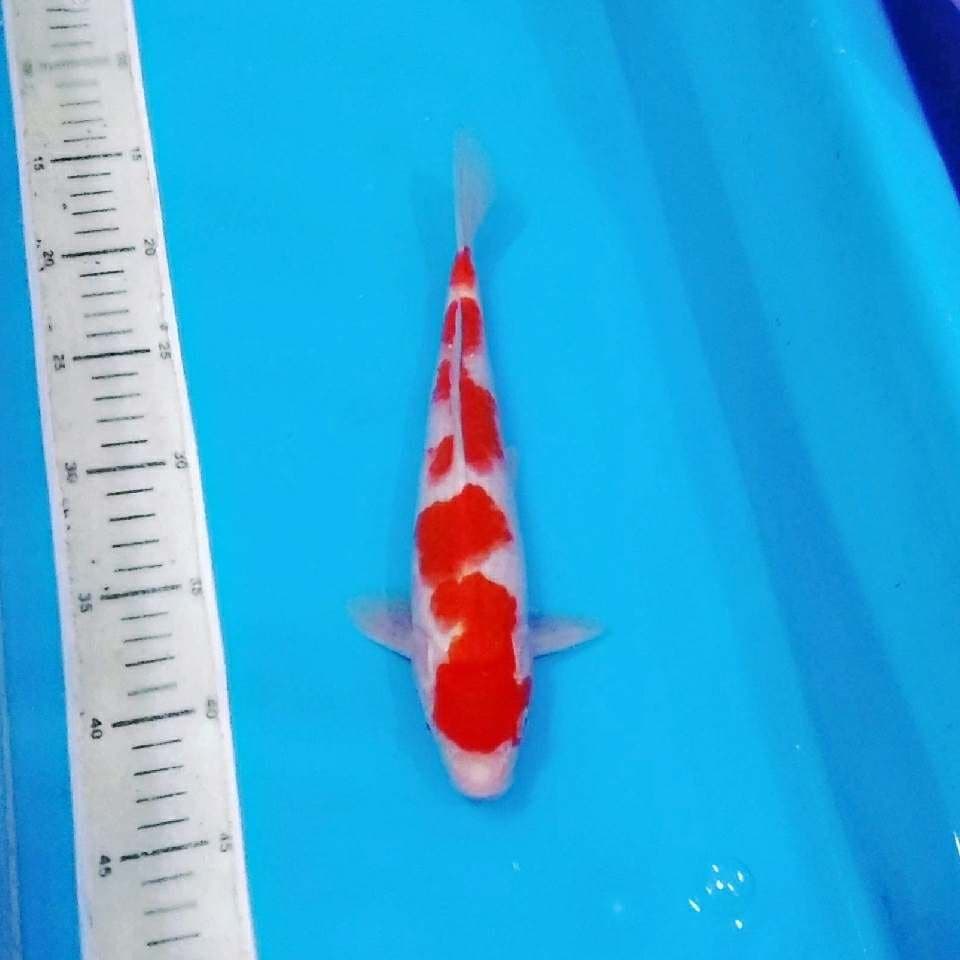 Kohaku gondan original