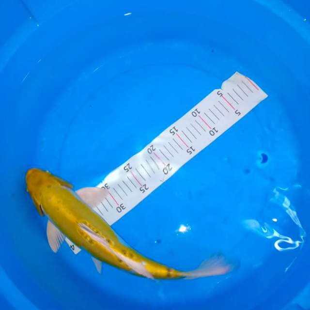 Karasi ogon