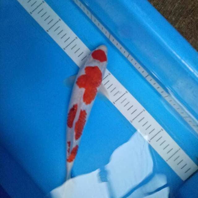 ORIGINAL AIGOROMO 32 CM
