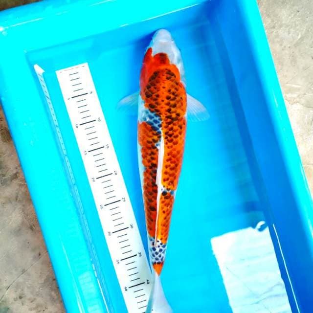 Goshiki 50 cm