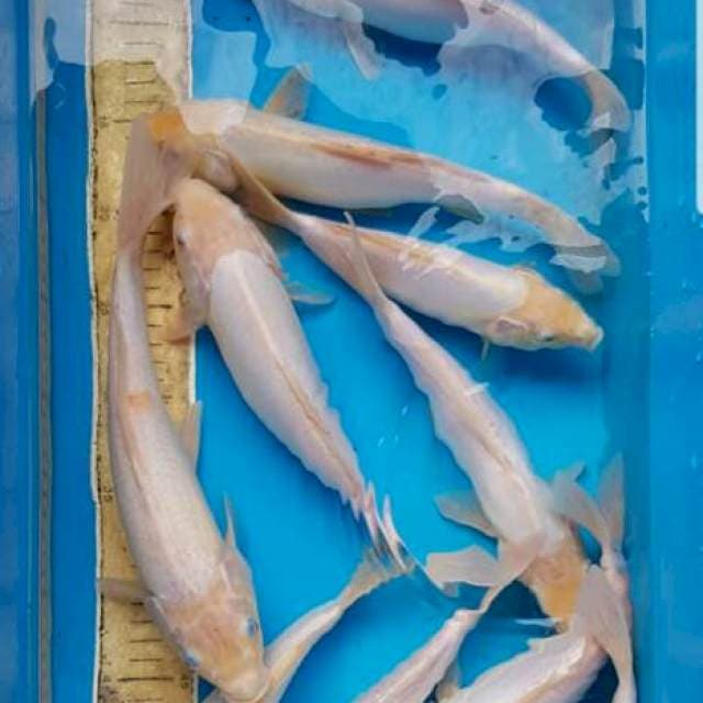 Shiromuji 10 ekor