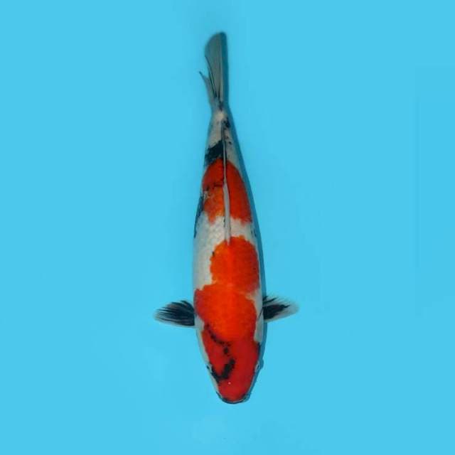 YG_SHOWA F1 CALON JUMBO_38CM