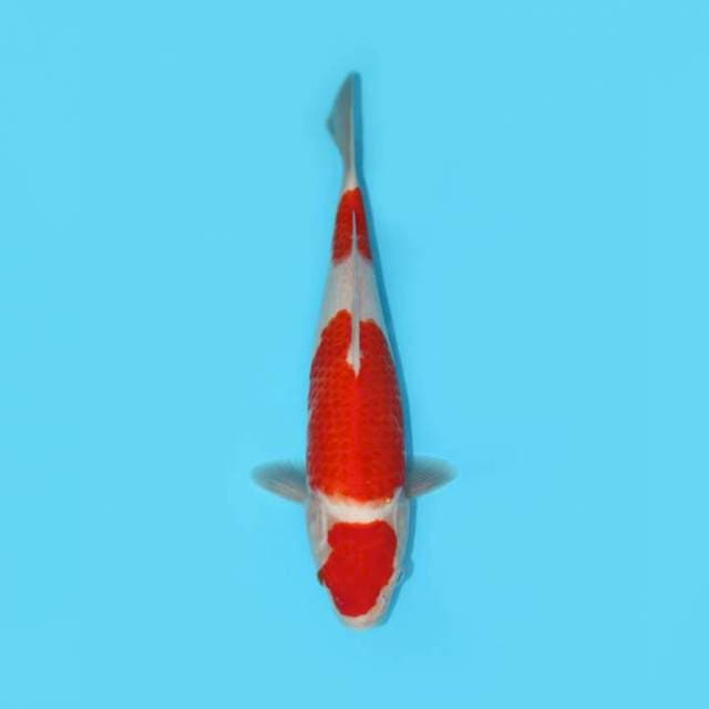 YG_MARUTEN KOHAKU FEMALE_31 CM
