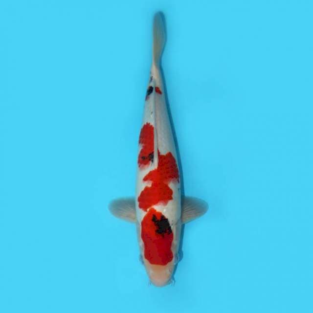 YG_SHOWA TATEGOI_32 CM