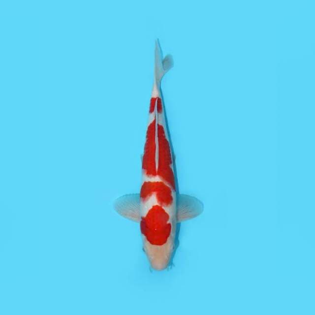 YG_RED KOHAKU MALE_32 CM