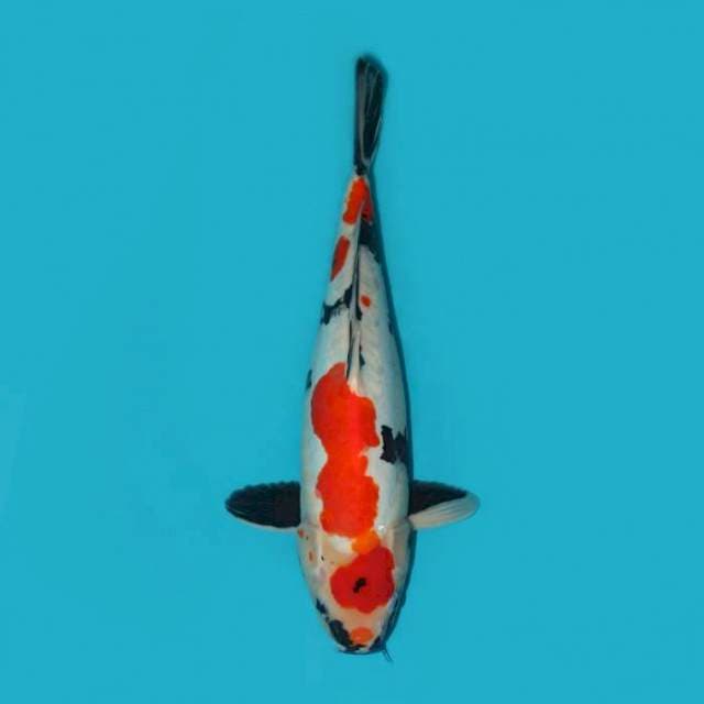 YG_SHOWA DOITSU_45CM