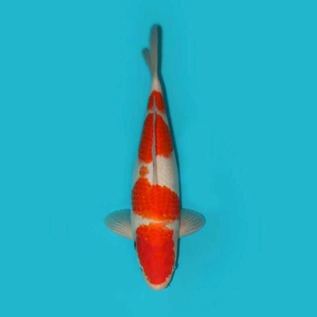 YG_SANKE_35CM