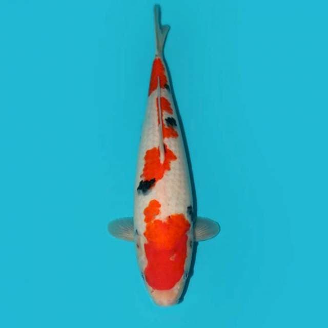 YG_SANKE_35CM