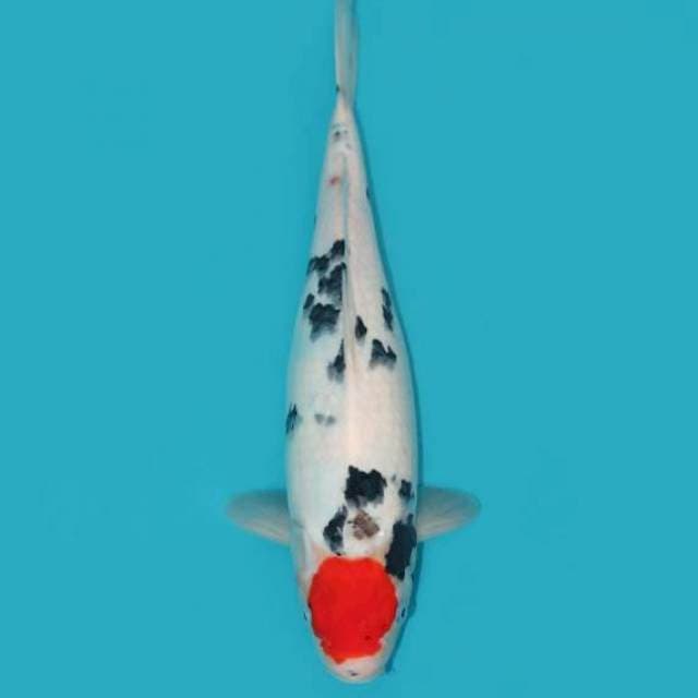 YG_TANCHO SANKE_ 36 CM