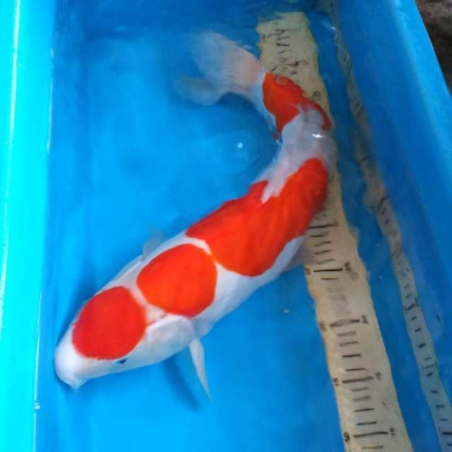 HWC (S of T)kohaku jumbo