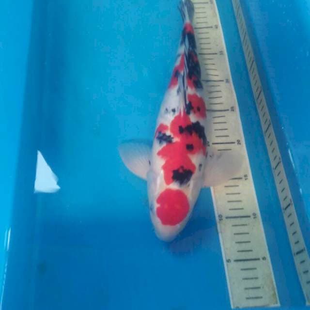 Sanke, Jantan 40 cm
