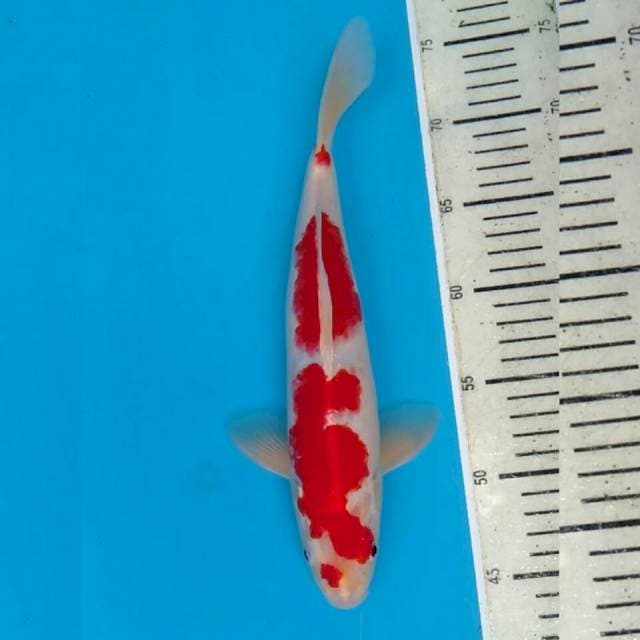 Red Strong Kohaku 30cm