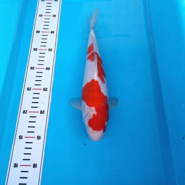 Nkc - kohaku red strong