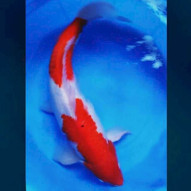Jumbo 50cm male