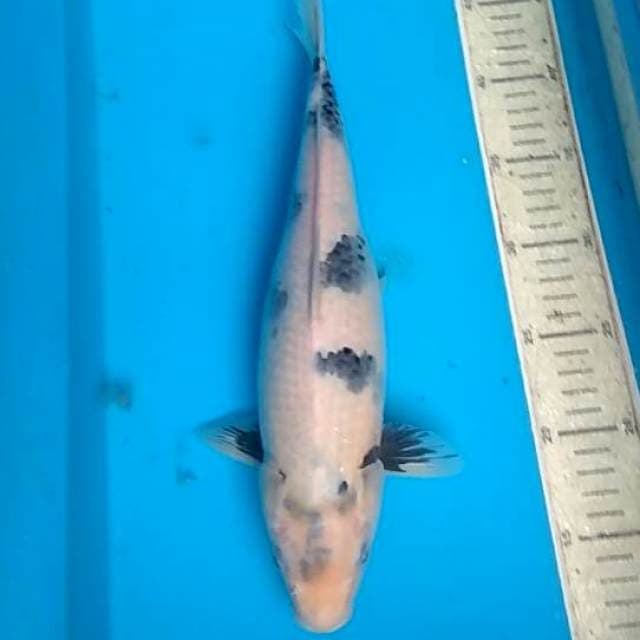 Shiro 34cm