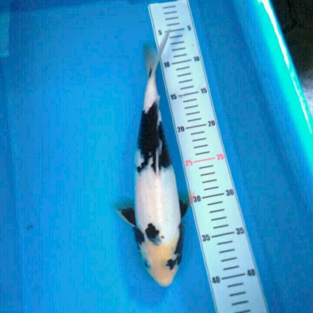 SHIRO MALE SEPUTIH SALJU