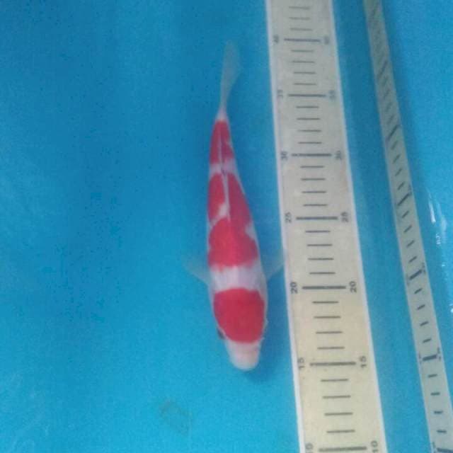 Kohaku, 22 cm