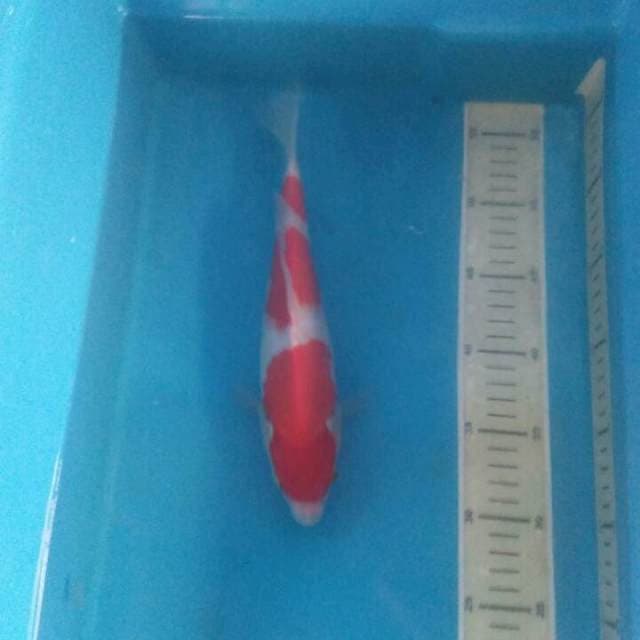 Kohaku , Jantan 27 cm