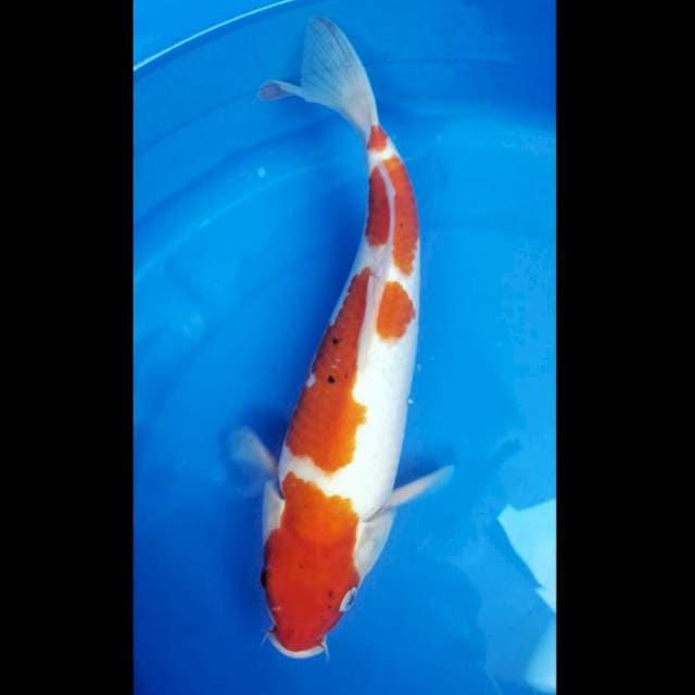 Kohaku 31 Cm
