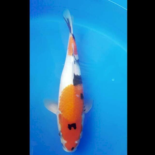 Showa 31 cm