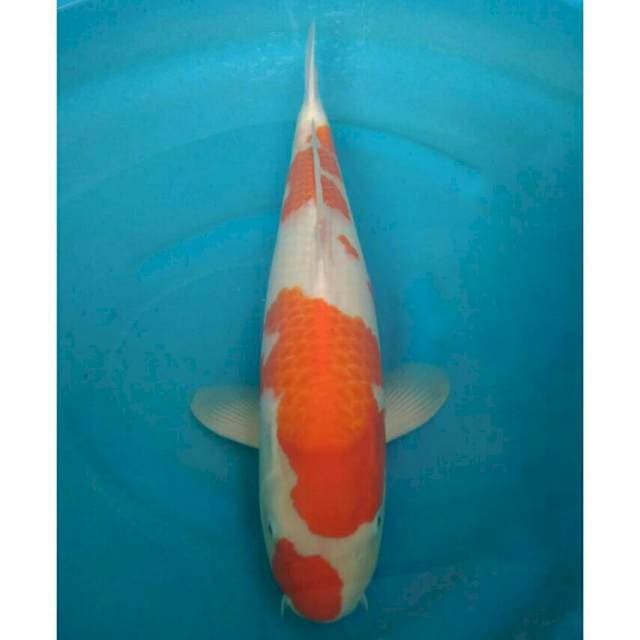 Ogata Jumbo Female Kohaku