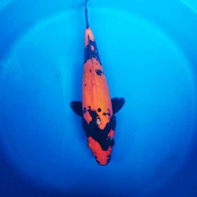 hi utsuri jos tembus 24cm