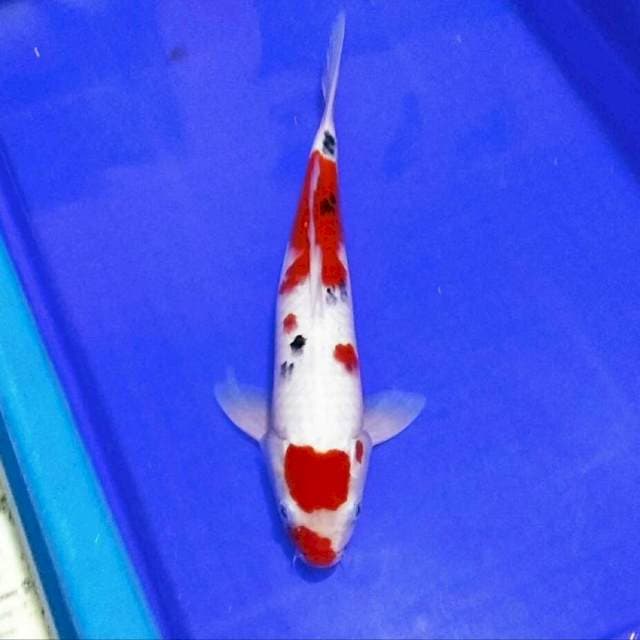 Marten sanke merah