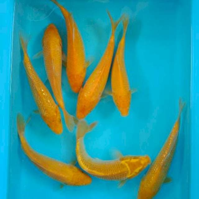 MIX KARASHI 20-23 CM ( mata merah kecuali ginrin)