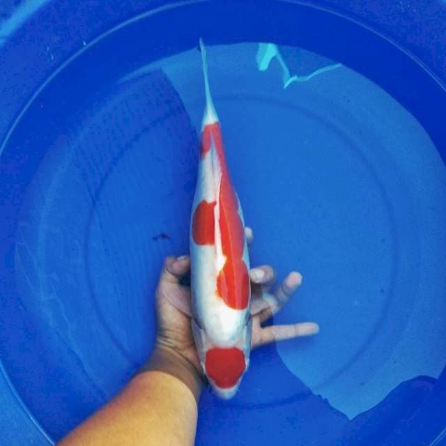 kohaku doitsu maruten