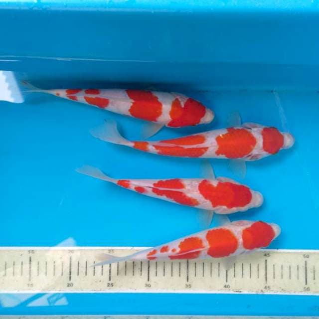 Paket kohaku