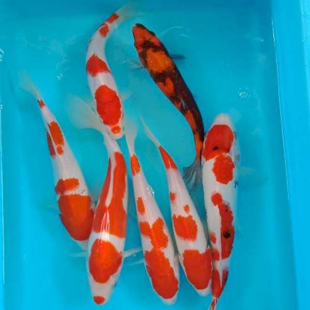 MIX KOI 20-25 CM
