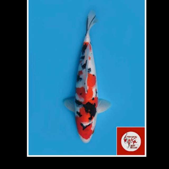 35cm - Male - Kindai Showa Prospek