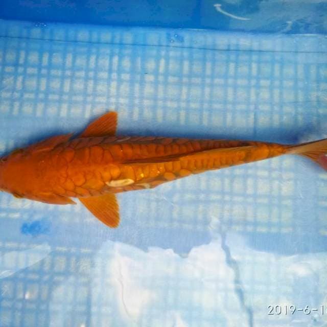 Sisik naga. 30cm.