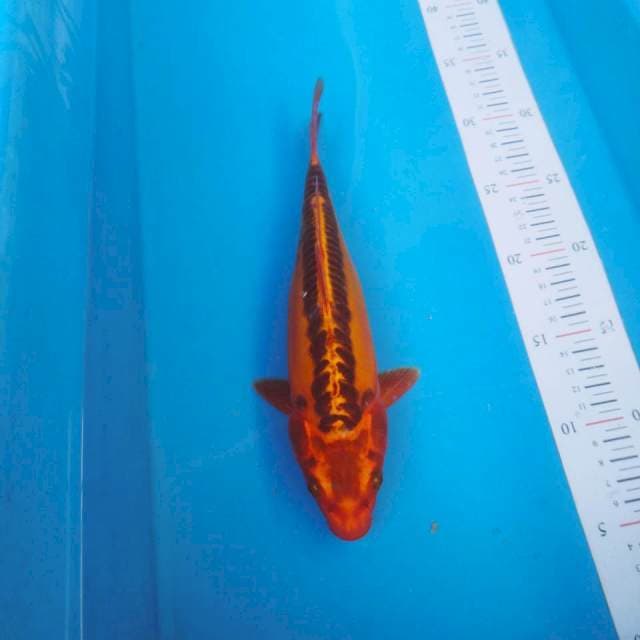 Mizuho 28cm