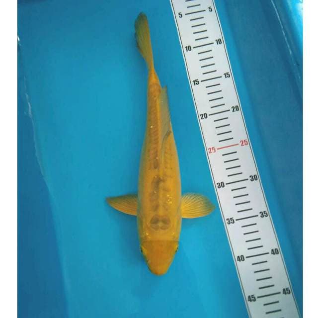 real kigoi 33 cm.... doitsu