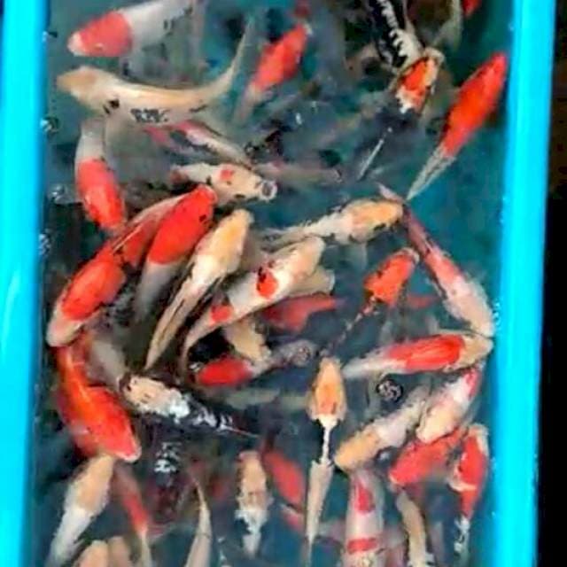 Benikumon 100 ekor