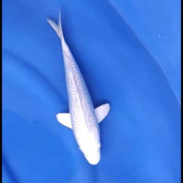Putih Salju -Platinum Full Ginrin