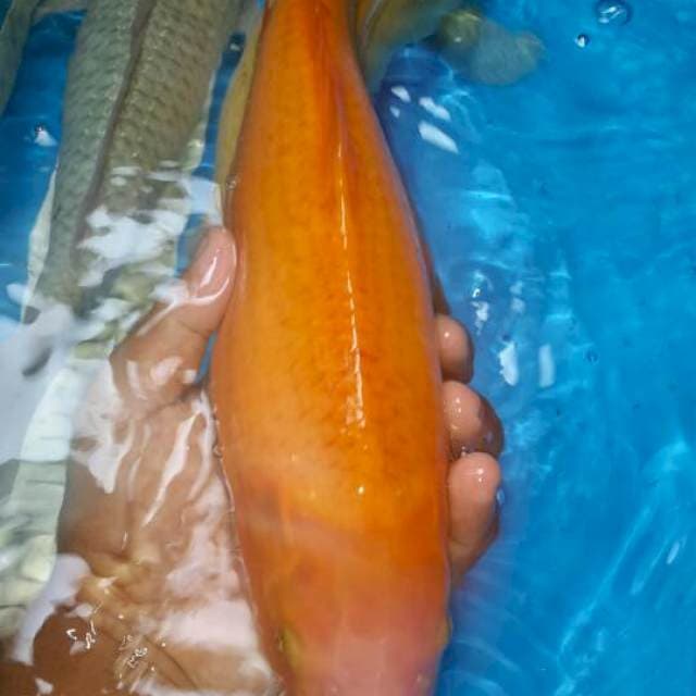 Karasi orenji
