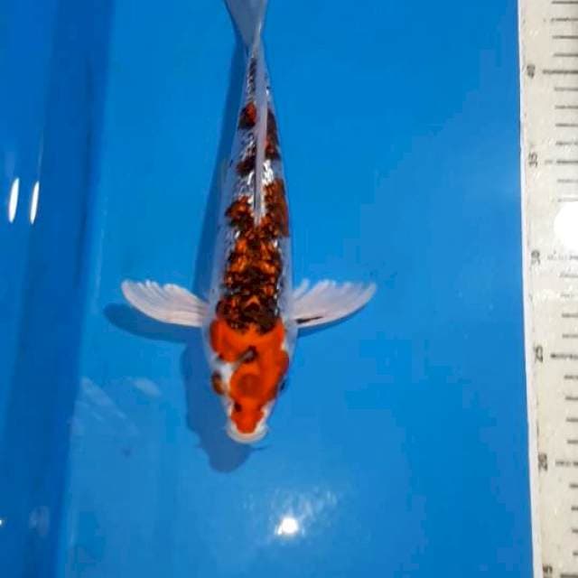 KUMPAY GOSHIKI GINDRIN 26 CM