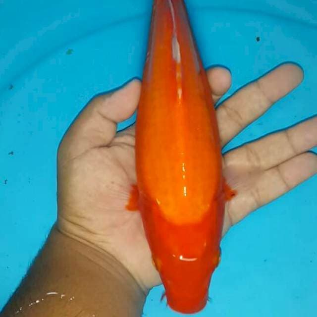 Aka hajiro
