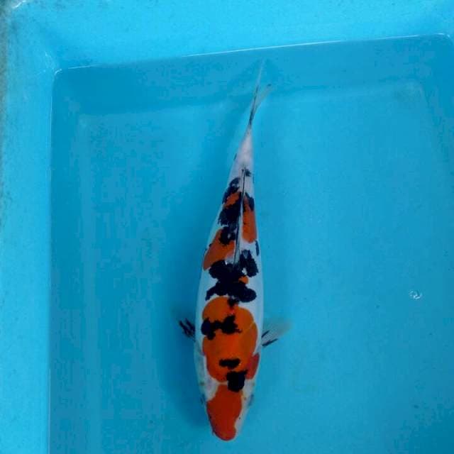 Doitsu murni sansoku ±28cm