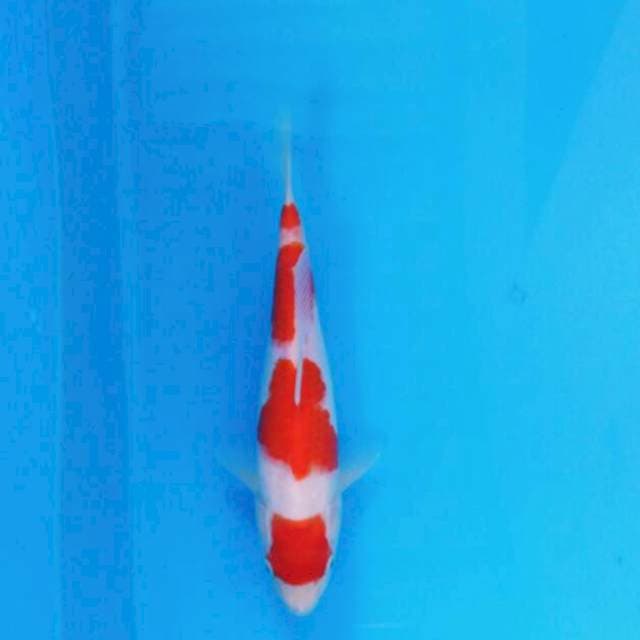 Yondan Kohaku