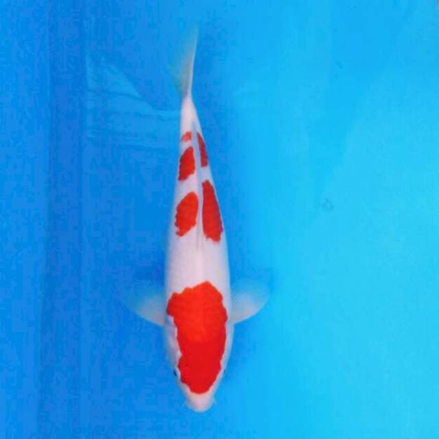 Sandan Kohaku