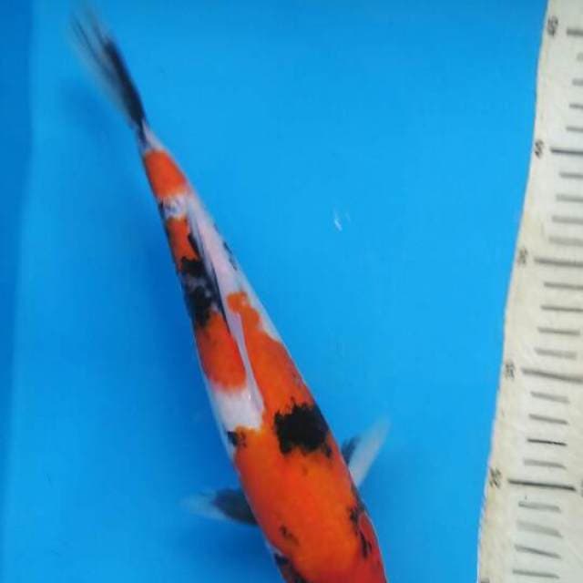 SHOWA KUCI SUMI